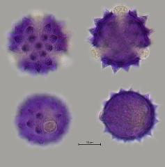 hydrated pollen