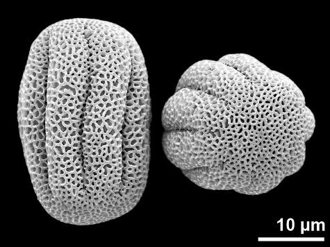 dry pollen grains (short-styled morph)