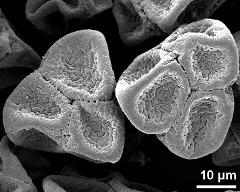 dry tetrads