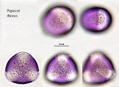 hydrated Pollen