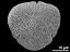 acetolyzed pollen,polar view