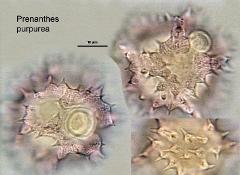 hydrated pollen
