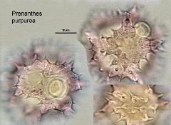 hydrated pollen