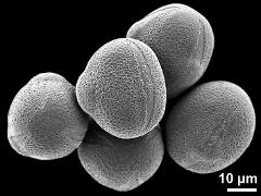 hydrated pollen grains