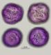 hydrated pollen