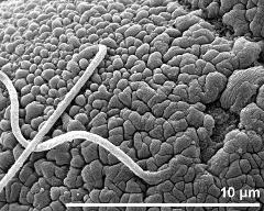 viscin thread on pollen surface