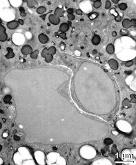 vegetative nucleus and sperm cell