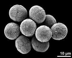 hydrated pollen grains