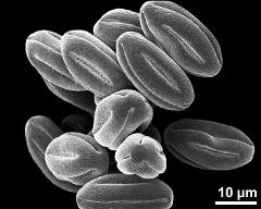 dry pollen grains