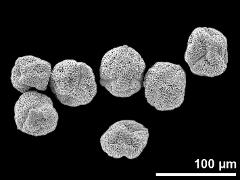 dry pollen grains