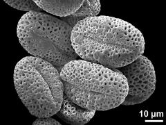 dry pollen grains