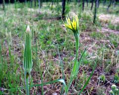 flowers of Tragopogon dubius