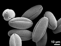 dry pollen grains