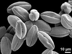 dry pollen grains