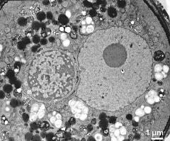 generative cell and vegetative nucleus