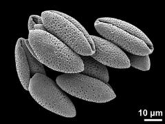 dry pollen grains