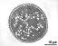 pollen grain in cross section