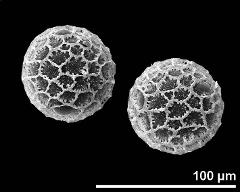 hydrated pollen grains