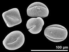 dry pollen grains