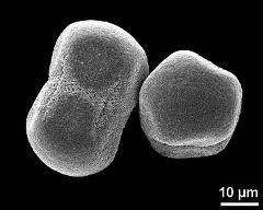 dry pollen grains