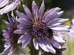 inflorescence of Berkheya purpurea (with Bombus lapidarius)