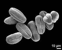 dry pollen grains