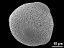 hydrated pollen