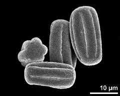 dry pollen grains