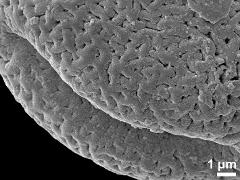 Sculpture along colpi