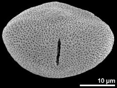 acetolyzed pollen,equatorial view