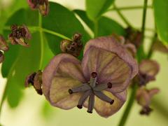 female flower