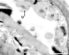 tapetum cells with Ubisch bodies (U)