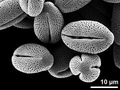 dry pollen grains