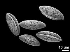 dry pollen grains