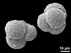 hydrated tetrads