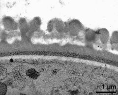 pollen wall after 2. pollen mitosis; primexine matrix in infratectum