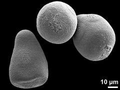 hydrated pseudomonads