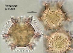 hydrated pollen