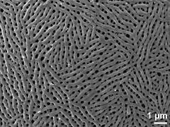 exine surface