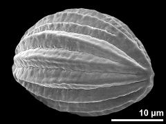 hydrated pollen grain