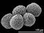 hydrated pollen