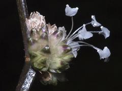 inflorescence of Callisia fragans