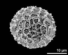 hydrated pollen,equatorial view