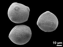 hydrated pollen grains