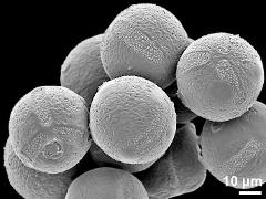 hydrated pollen grains