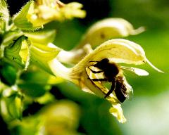 flower of Salvia glutinosa with honey-bee