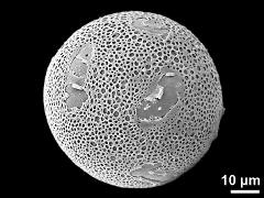 hydrated pollen grain