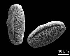 dry pollen grains