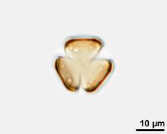 acetolysed pollen in polar view, optical section