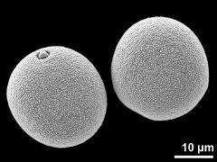 hydrated pollen grains